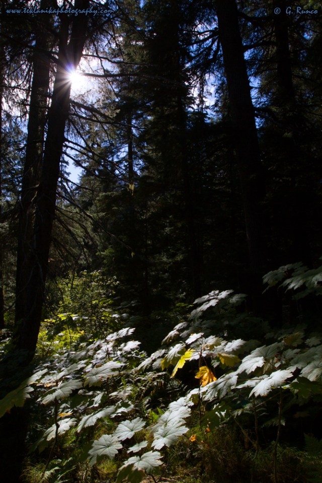 © Teklanika Photography 2015