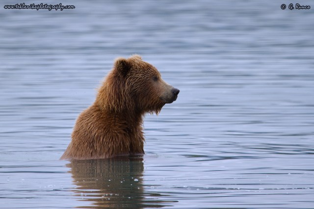 © Teklanika Photography 2015