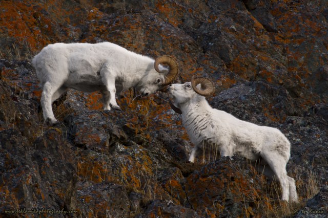 © Teklanika Photography 2014