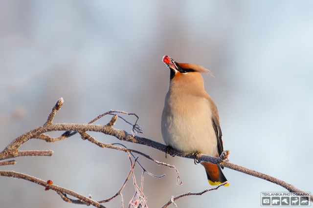 © Teklanika Photography 2015