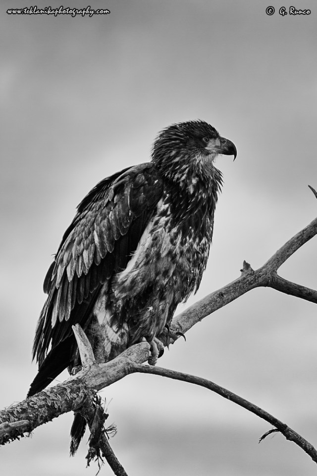 © Teklanika Photography 2015