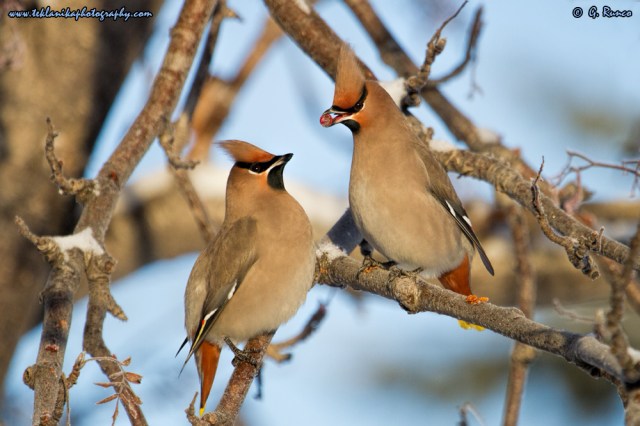 © Teklanika Photography 2015