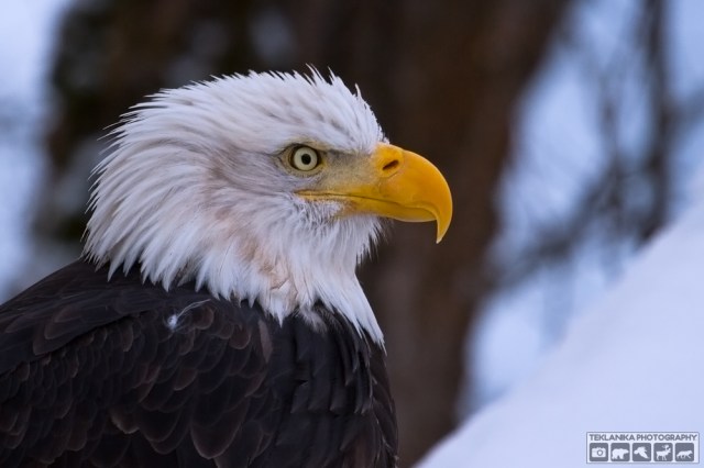 © Teklanika Photography 2015