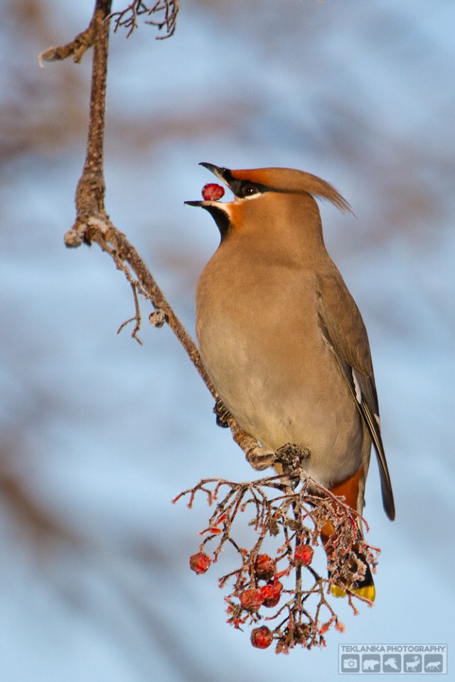 © Teklanika Photography 2016