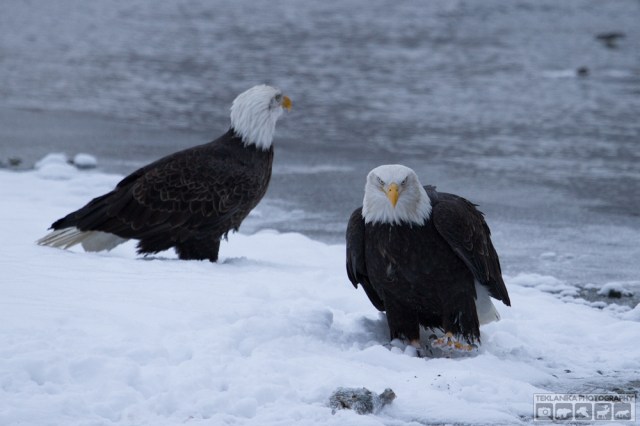 © Teklanika Photography 2015