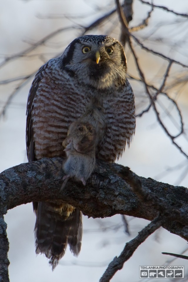 © Teklanika Photography 2015