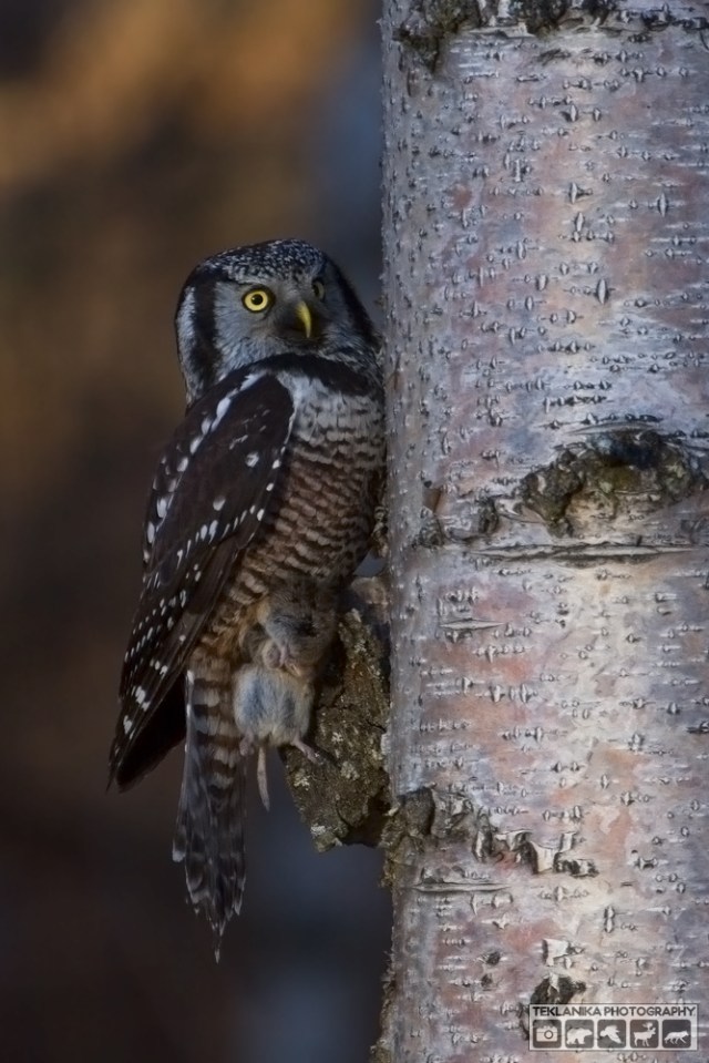 © Teklanika Photography 2016