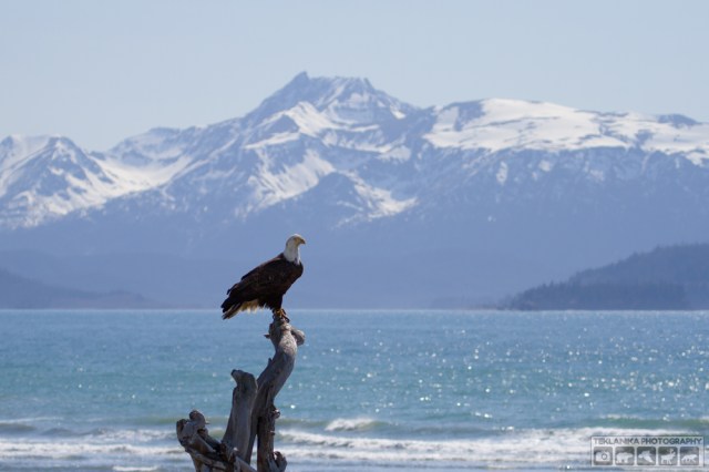 © Teklanika Photography 2014