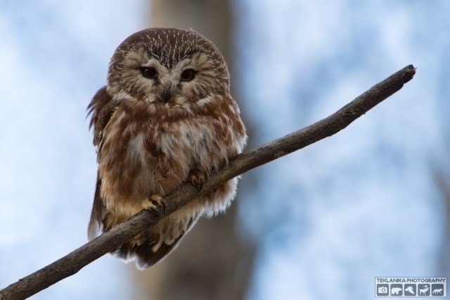 © Teklanika Photography 2016