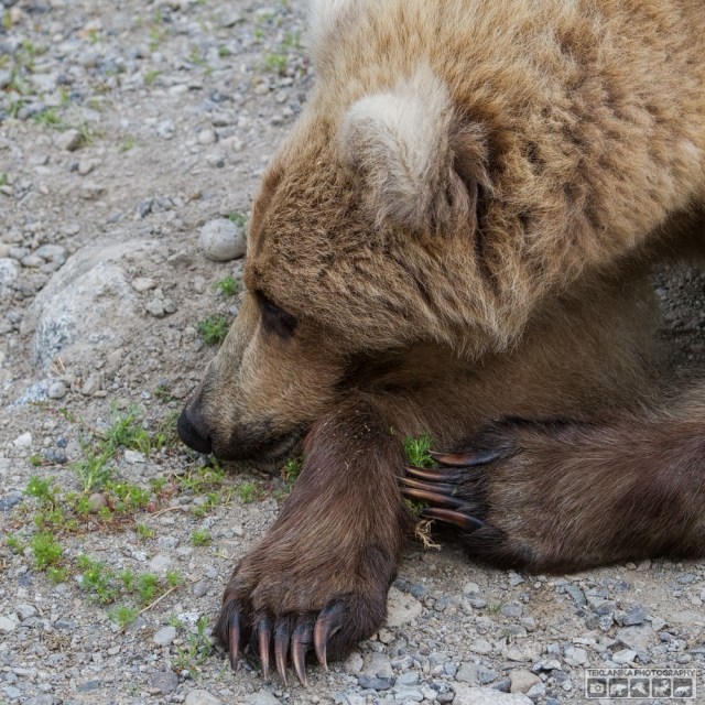 © Teklanika Photography 2015