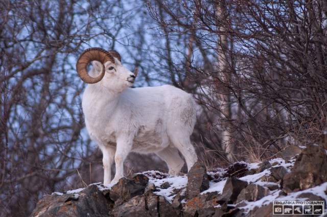 © Teklanika Photography 2011