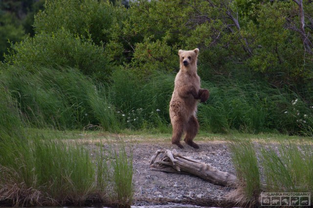 © Teklanika Photography 2015