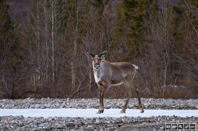 © Teklanika Photography 2015