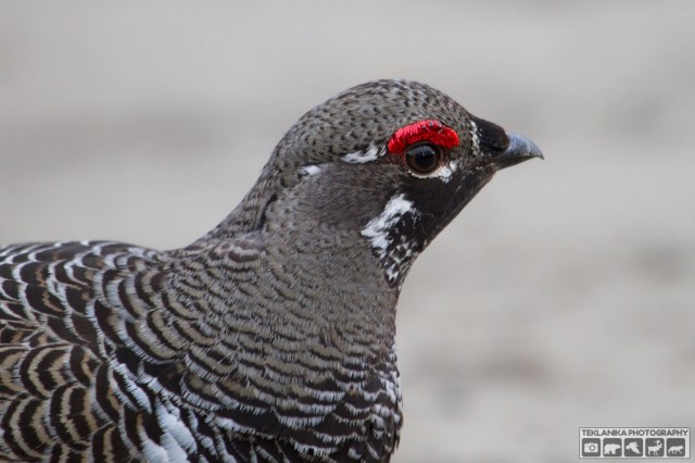 © Teklanika Photography 2015