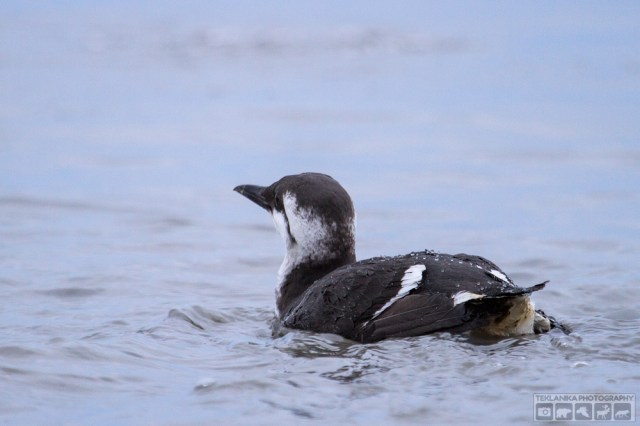 © Teklanika Photography 2016