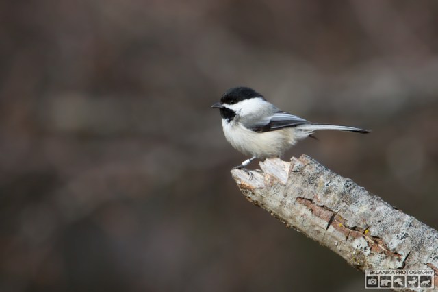 © Teklanika Photography 2016