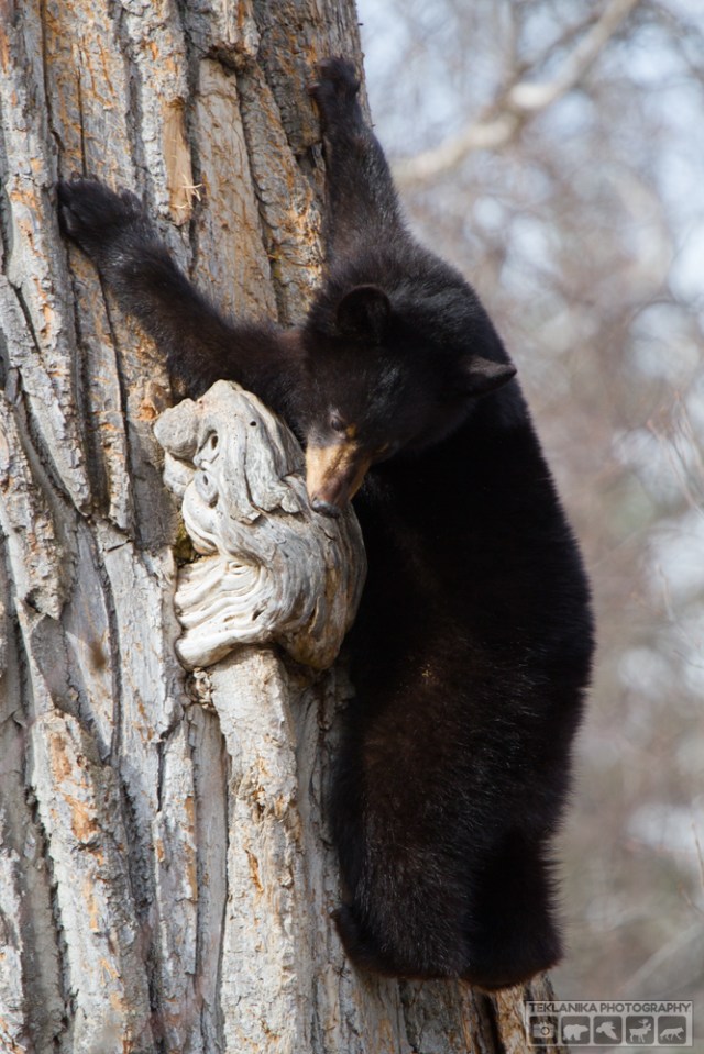 © Teklanika Photography 2016
