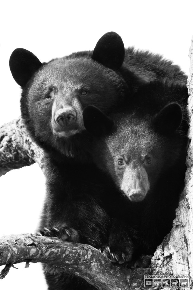 © Teklanika Photography 2016