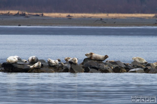 © Teklanika Photography 2016