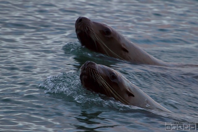 © Teklanika Photography 2016