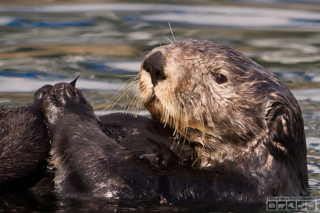 © Teklanika Photography 2016