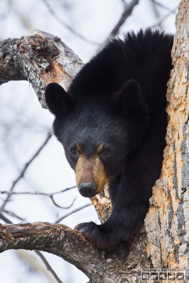 © Teklanika Photography 2016