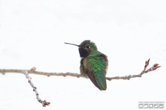 © Teklanika Photography 2016