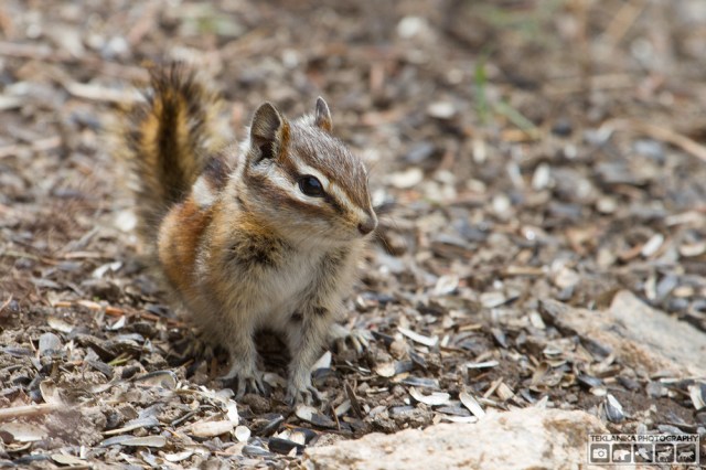 © Teklanika Photography 2016