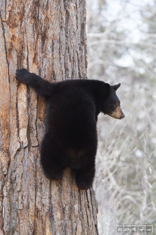 © Teklanika Photography 2016