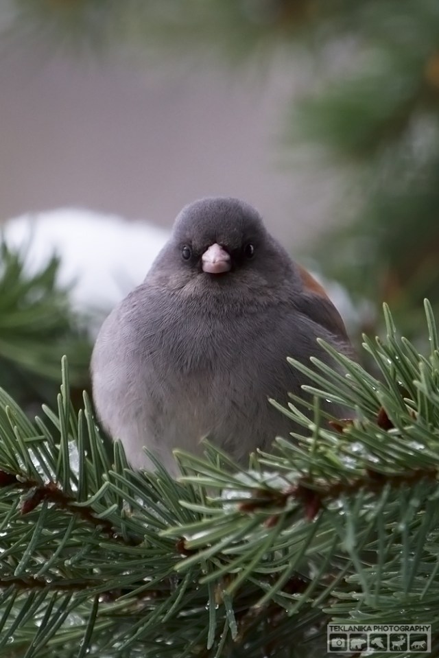 © Teklanika Photography 2016