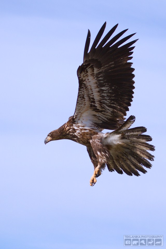 © Teklanika Photography 2016