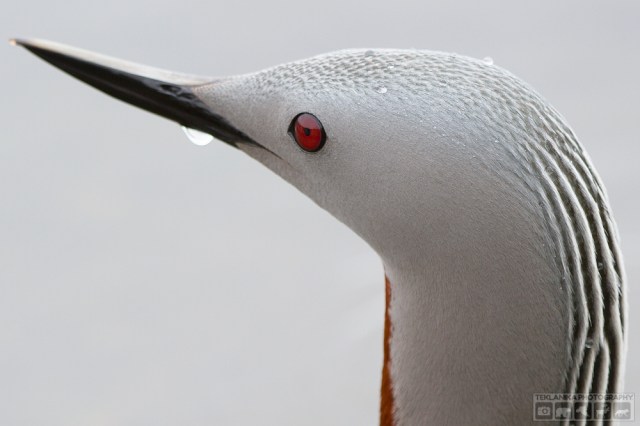 © Teklanika Photography 2016