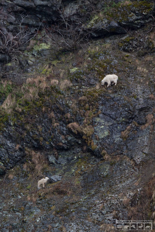 © Teklanika Photography 2016