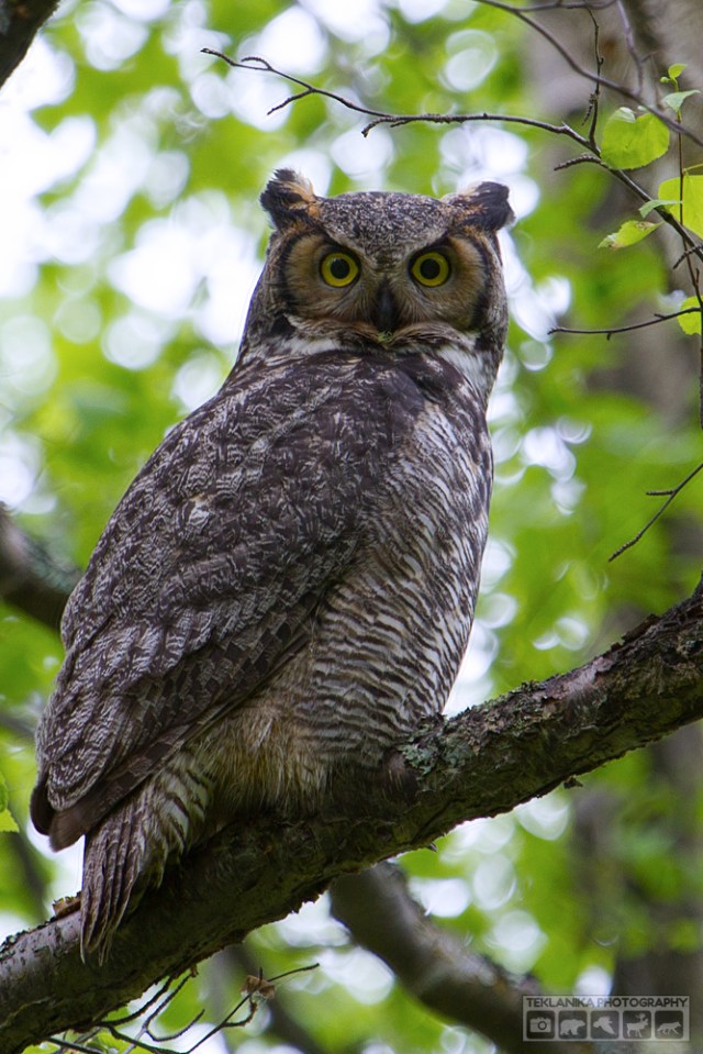 © Teklanika Photography 2016