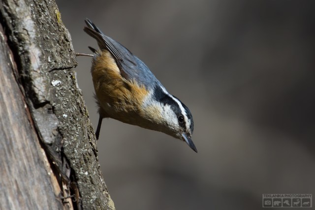 © Teklanika Photography 2016