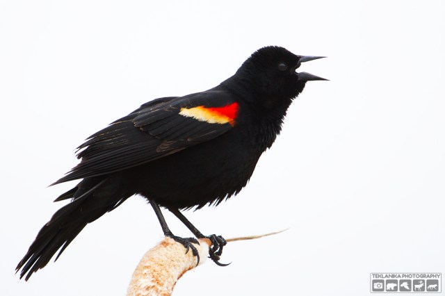 © Teklanika Photography 2016