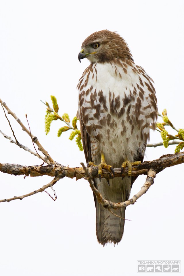 © Teklanika Photography 2016