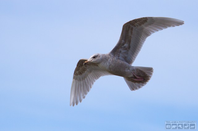 © Teklanika Photography 2016