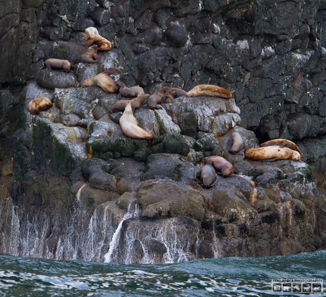 © Teklanika Photography 2016