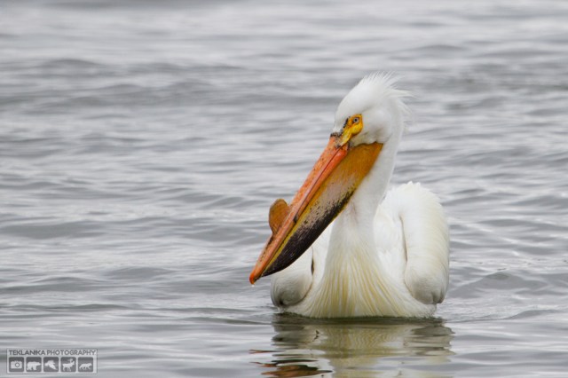 © Teklanika Photography 2016