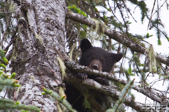 © Teklanika Photography 2016