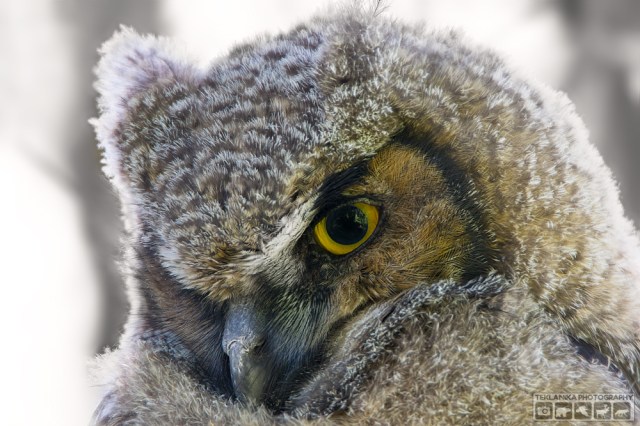 © Teklanika Photography 2016