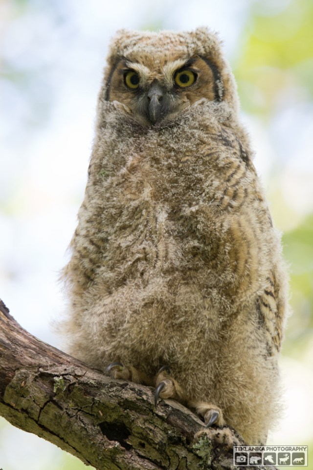 © Teklanika Photography 2016