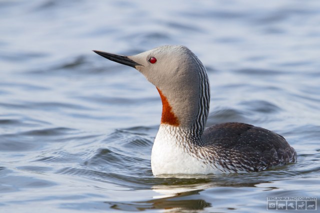 © Teklanika Photography 2016