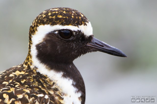 © Teklanika Photography 2016