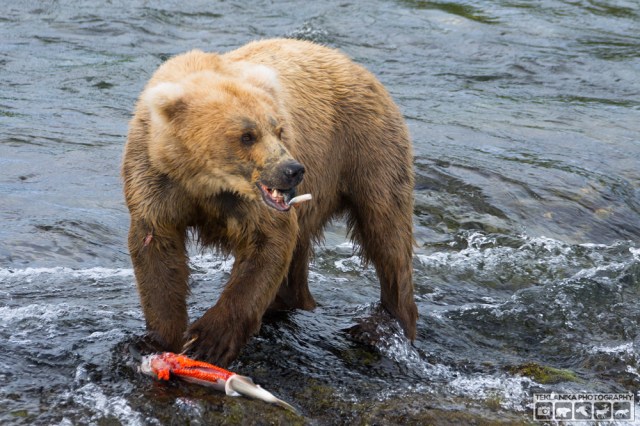 © Teklanika Photography 2015