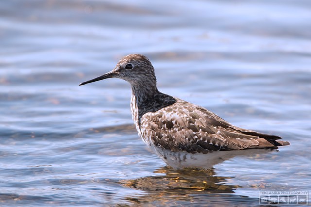 © Teklanika Photography 2016