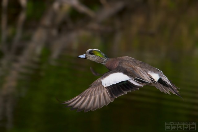 © Teklanika Photography 2016