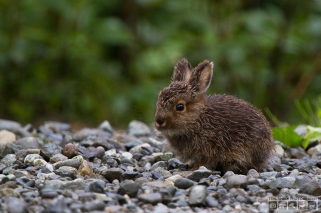 © Teklanika Photography 2016