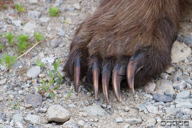 © Teklanika Photography 2015